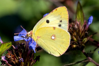 Colias crocea ♀ f helice-0222- Paris - 28/09/25