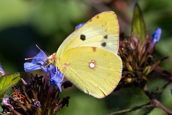 Colias crocea ♀ f helice-0222- Paris - 28/09/25