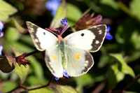 Colias crocea ♀ f helice-0279- Paris - 28/09/25
