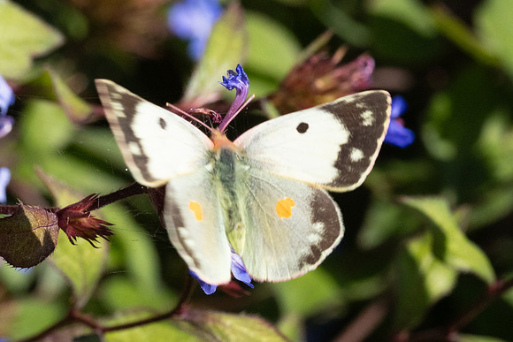 Colias crocea ♀ f helice-0279- Paris - 28/09/25