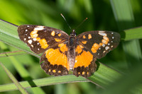 Chlosyne lacinia-2539- Minca - 17/07/25