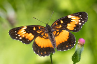 Chlosyne lacinia-2985- Minca - 17/07/25