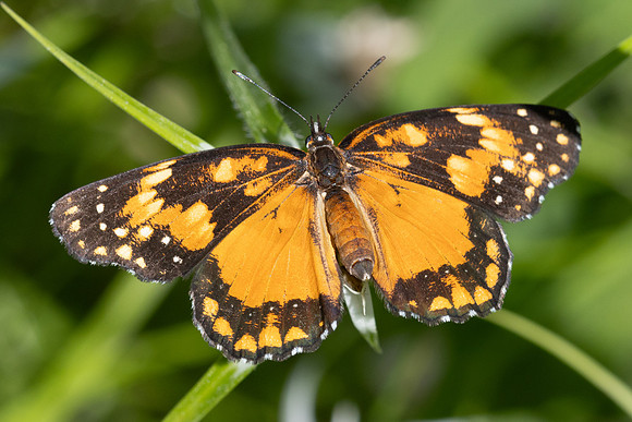 Chlosyne lacinia id--2723 - Minca - 17/07/25