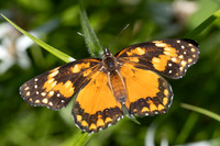 Chlosyne lacinia id--2727- Minca - 17/07/25