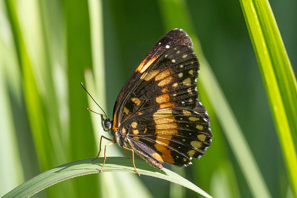 Chlosyne lacinia-2358- Minca - 17/07/25