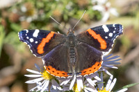 Vanessa atalanta-0156 - Paris - 28/09/25