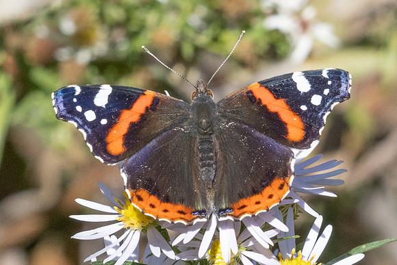 Vanessa atalanta-0156 - Paris - 28/09/25