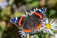 Vanessa atalanta-0152 - Paris - 28/09/25