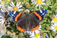 Vanessa atalanta-0163 - Paris - 28/09/25