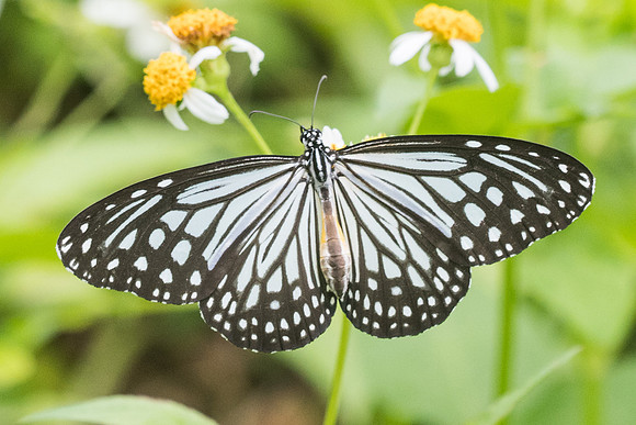 Parantica aglea melanoides -7942 Koh Samui - 16/03/23