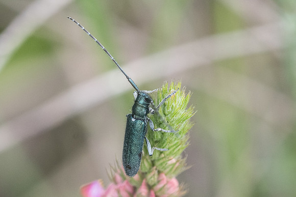 Insecte-1181-2
