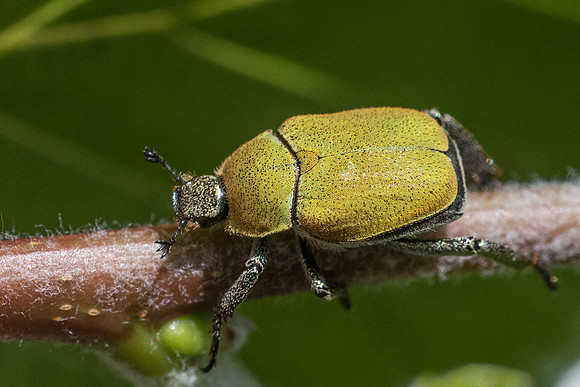 Insecte-2715