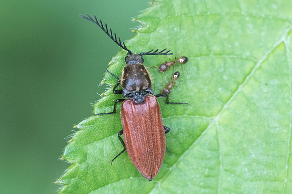 Insecte-2528-2