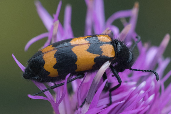 Insecte-3193
