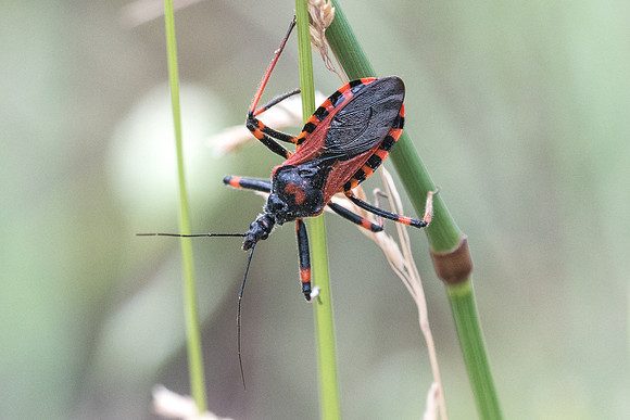 Insecte-4191