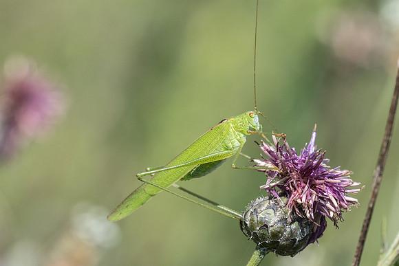 Insecte-6563