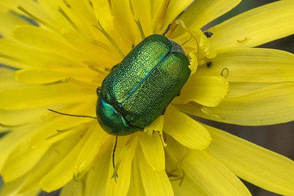 Insecte-6898
