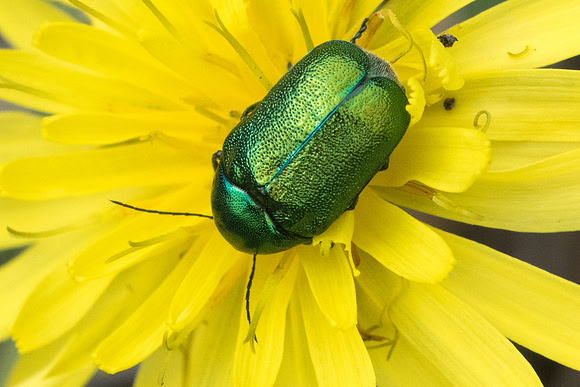 Insecte-6900