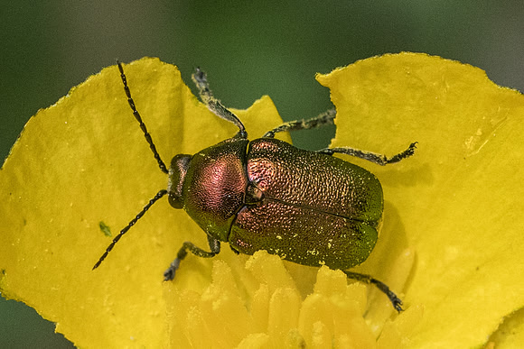 Insecte-6918