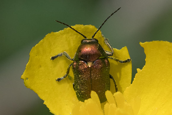 Insecte-6937