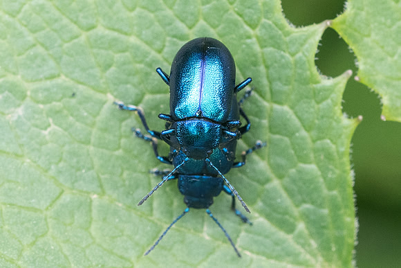 Insecte-7047