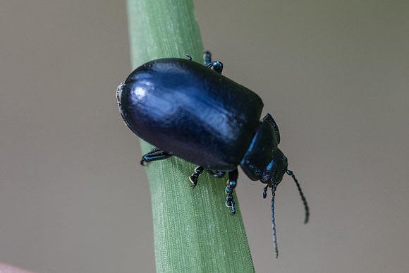 Insecte-7759