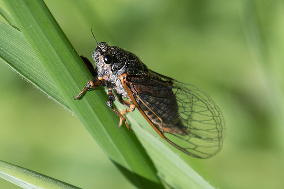 Insecte-8527