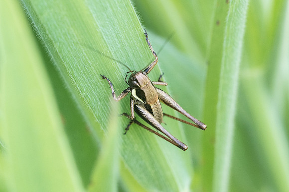 Insecte-9906