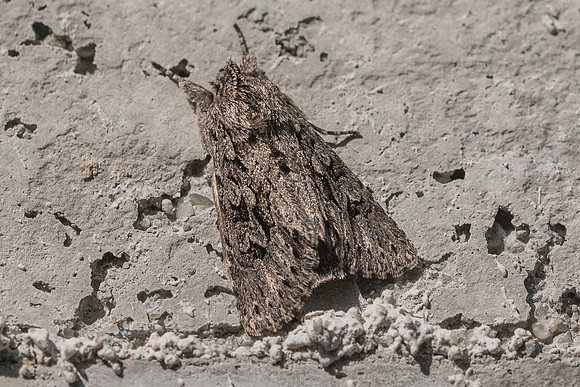 Xylocampa areola - 9956 - Fontainebleau 19/03/22