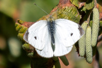 Pieris rapae ♂-0125- Paris - 28/09/25