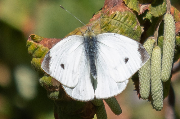 Pieris rapae ♂-0125- Paris - 28/09/25