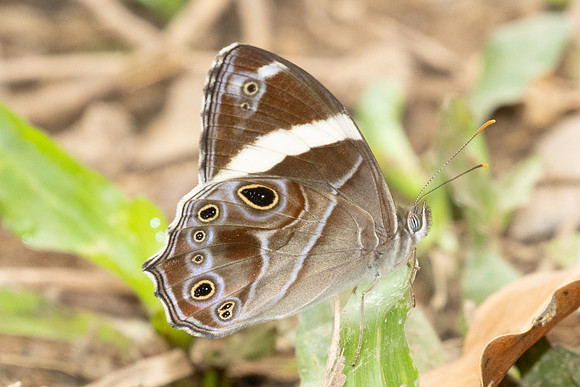 Lethe confusa - 1857 - Chiang Dao - 19/03/25