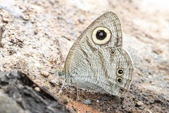 Ypthima savara-3585 - Chiang Dao - 19/03/24