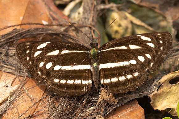 Neptis nata-3357 - Chiang Dao - 19/03/24