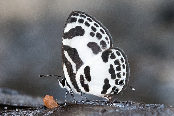Discolampa ethion ethion-1089 - Doi Suthep - 13/11/23