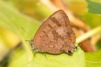 Arhopala agaba-0971