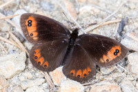 Erebia meolans ♂-3506 - Llo - 18/07/23