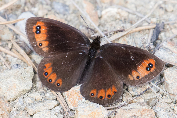 Erebia meolans ♂-3506 - Llo - 18/07/23