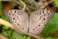 Junonia atlites-2090