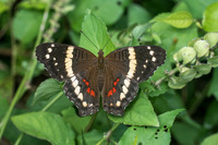 Anartia fatima-2181