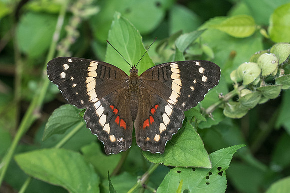 Anartia fatima-2181
