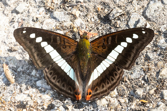 Sumalia daraxa daraxa-5104 - Doi Inthanon - 24/03/24