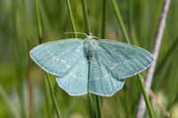 Chlorissa viridata-1664