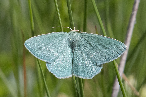 Chlorissa viridata-1664