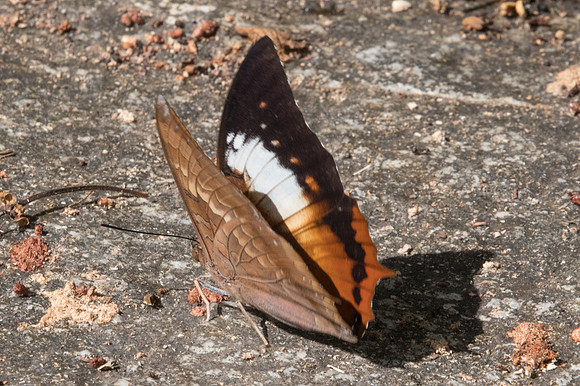 Charaxes bernardus-1201 - Doi-Suthep - 13/11/23
