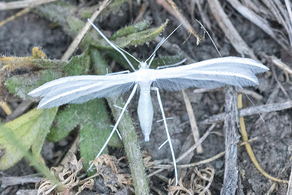 Pterophorus pentadactyla - 1914 - Cervieres - 1/07/21