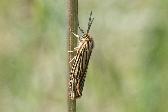 Coscinia striata-0002 - Les Adrets d'Esterel