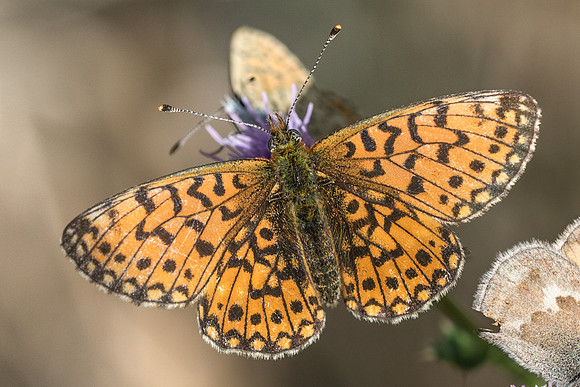 Boloria selene-2036 - Fontainebleau - 9/09/18