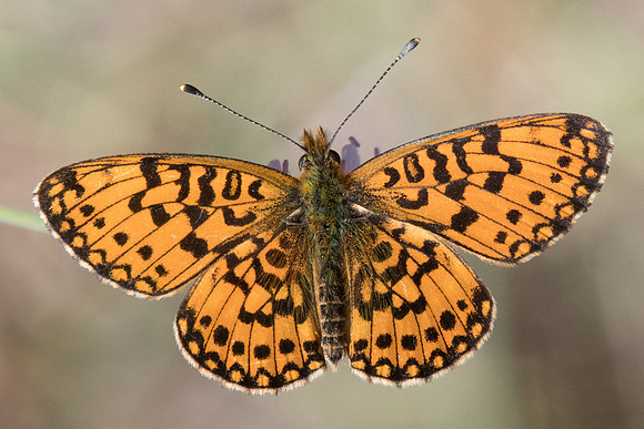 Boloria selene - 7395 - Fontainebleau - 27/08/22