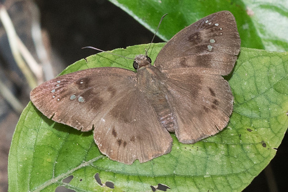 Tagiades japetus atticus-5610 - Phanom Bencha Mountain - 24/11/223